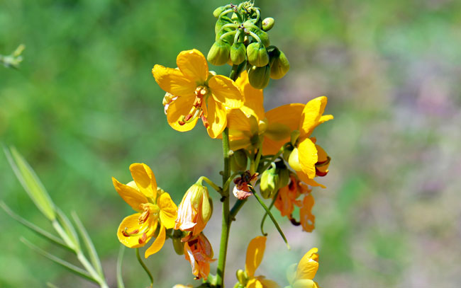 Senna hirsuta v glaberrima, Woolly Senna Senna hirsuta v glaberrima, Woolly Senna